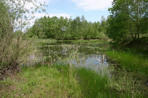 Große Moosjungfer Lebensraum